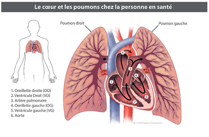 Image d'un coeur et de poumons en santé
