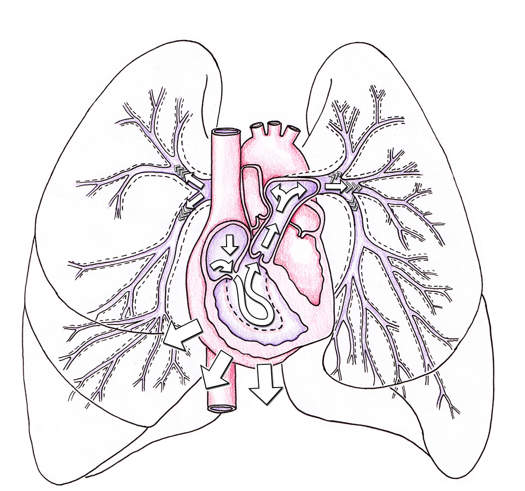 Diagramme du flux sanguin du cœur vers les poumons
